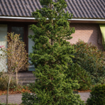 Kryptoméria japonská (Cryptomeria japonica) 'CRISTATA' - výška: 50-70 cm, kont. C3L (-27 °C)